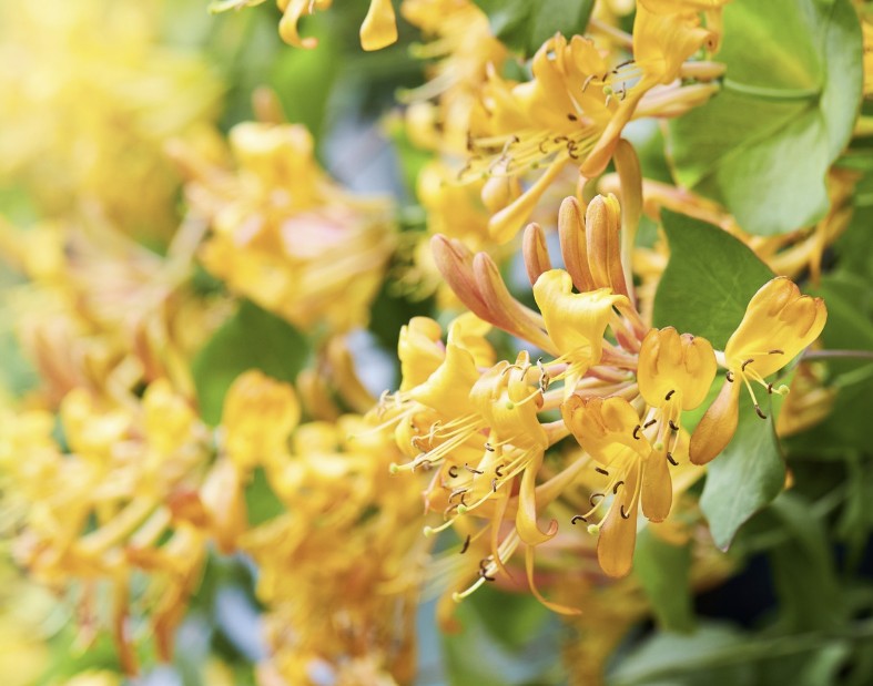Spring Scents