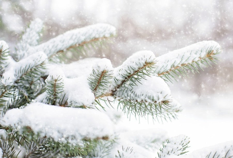 Winter Scents
